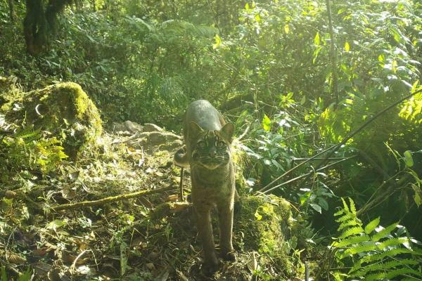 Asian golden cat range expands, but…