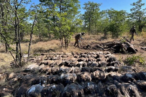 Mass vulture poisonings expose need for…