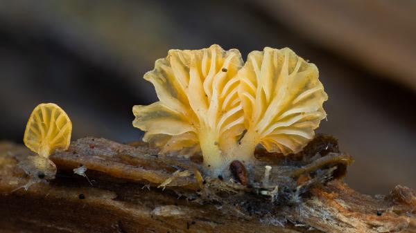 Statewide survey aims to put&hellip;