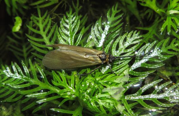 Insects are moving pharmaceutical…