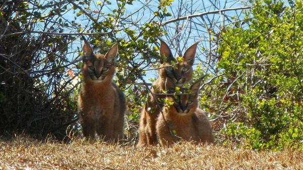 Rodent-killing baits threaten small wild&hellip;