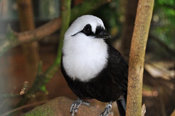 Songbird trade threatens lesser-known&hellip;