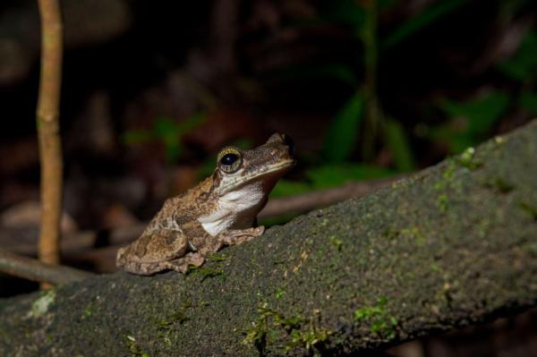 Checkout counter tech eases wildlife…