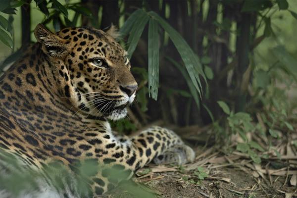 Indochinese leopards face ‘bleak’ future, but hope persists