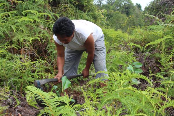 Study maps tree-planting risks and&hellip;