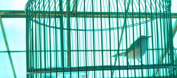 photo of This bird is disappearing from Indonesia’s forests for its song image