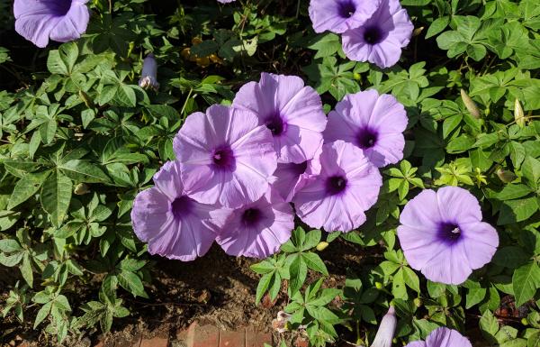 In Indonesia, a coastal vine used as…