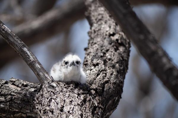 Removing rats helps revive forests,…