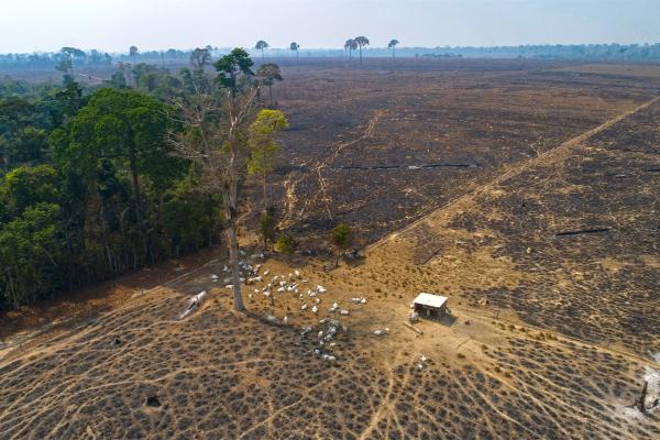 Invaders storm Indigenous Amazon land,&hellip;