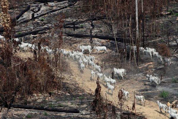 Despite restrictions, forest loss&hellip;