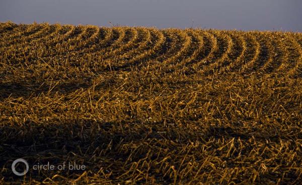Opinion: Political surprise in the corn…