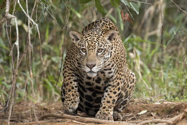 Ecological crisis in Brazil’s Pantanal…