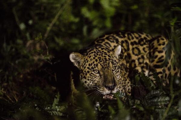 Jaguar population doubles around…