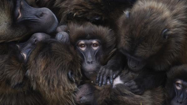 Gelada monkeys huddle in the cold: Photo&hellip;