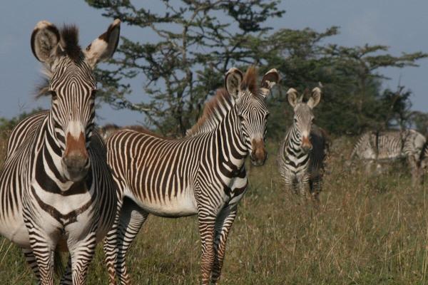 photo of Climate change threatens unique ‘Samburu Special 5’ wildlife in arid East Africa image