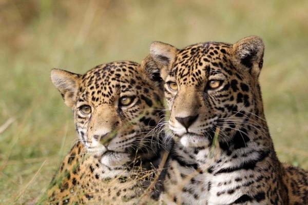 International Jaguar Day: A year of wins…