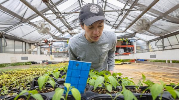 Once dismissed as weeds, native plants are now flying off&hellip;