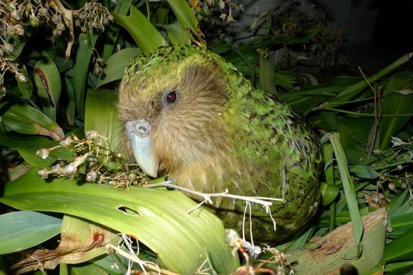World’s fattest parrots have mating&hellip;