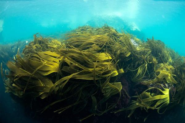 Experimental ocean climate fixes move…