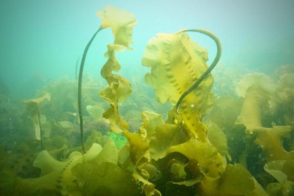 Maine’s Once Abundant Kelp Forests&hellip;