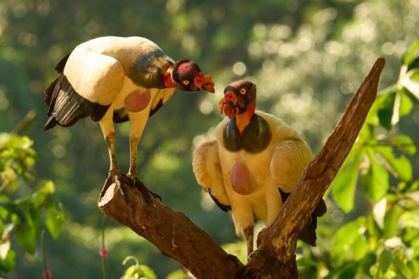 King vultures in Costa Rica: Photo of&hellip;