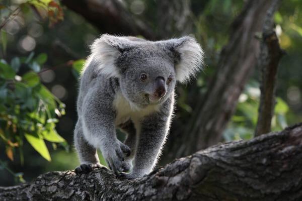 Australia to create a national park for…