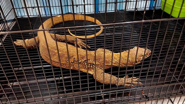 Indonesia busts wildlife trafficking&hellip;