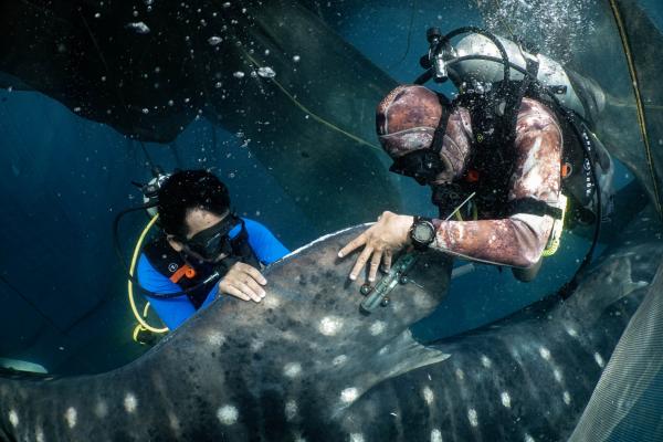 A 10-year whale shark satellite study&hellip;