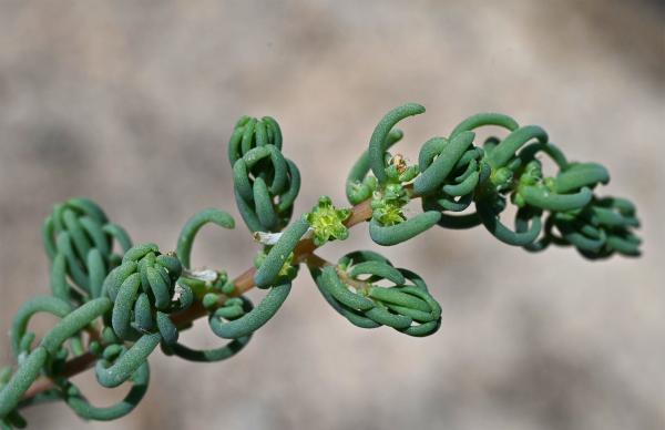 Can we create new inland seas to lower…