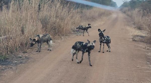 First sighting of African wild dogs in…