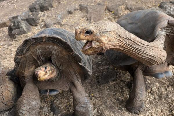 The slow demise of turtles and tortoises
