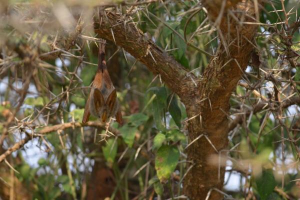 African bats require monitoring in…