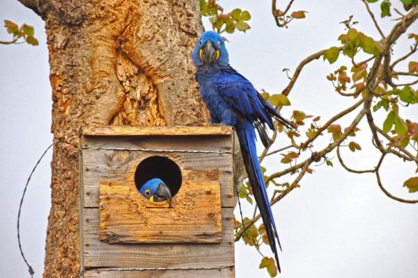 Brazil police seize devices from bird&hellip;