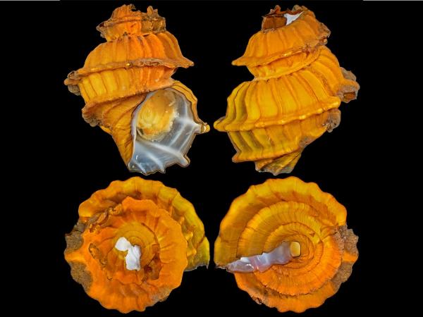Deep sea mining identified as biggest…