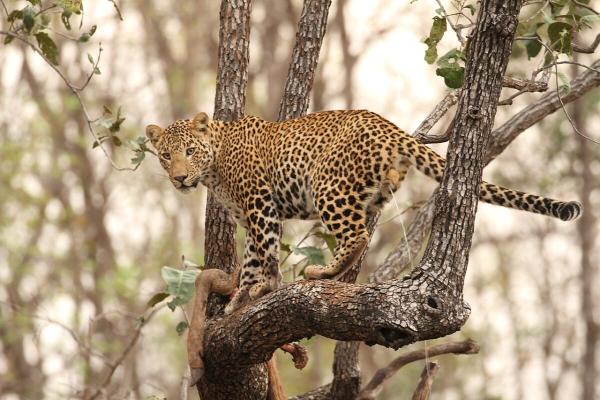 In India, humans & leopards meet near…