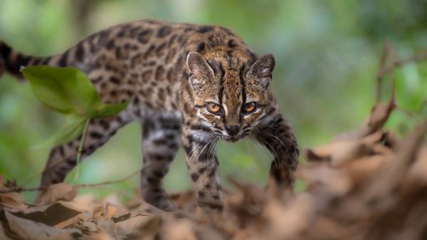 A new cat species was just discovered.&hellip;