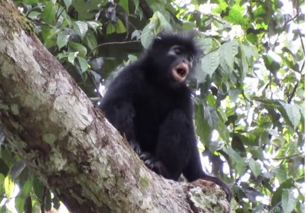 New colobus monkey, ‘Likweli’,…