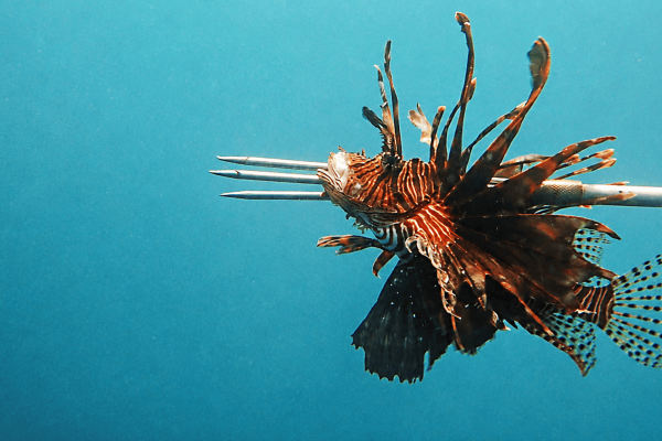 Turning the tables on lionfish: How&hellip;