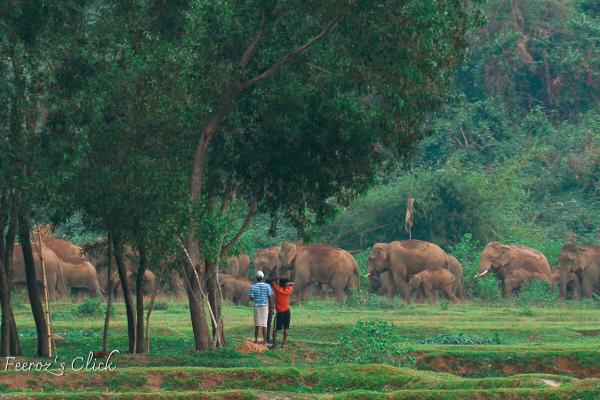 Asian elephants fall victim to poor…