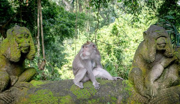 US declines to protect endangered…