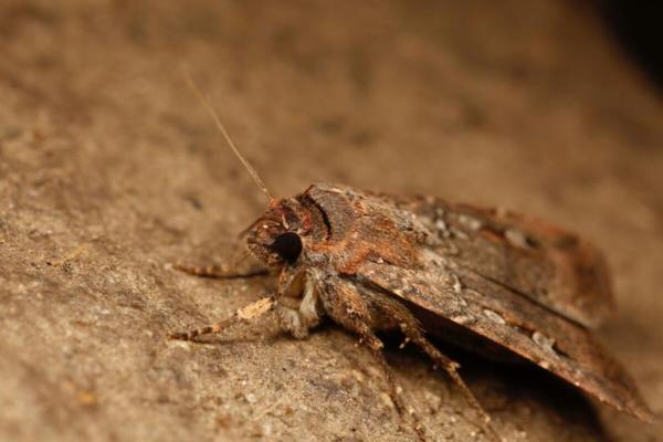 photo of Bogong moths use stars and the Milky Way to make epic migration image
