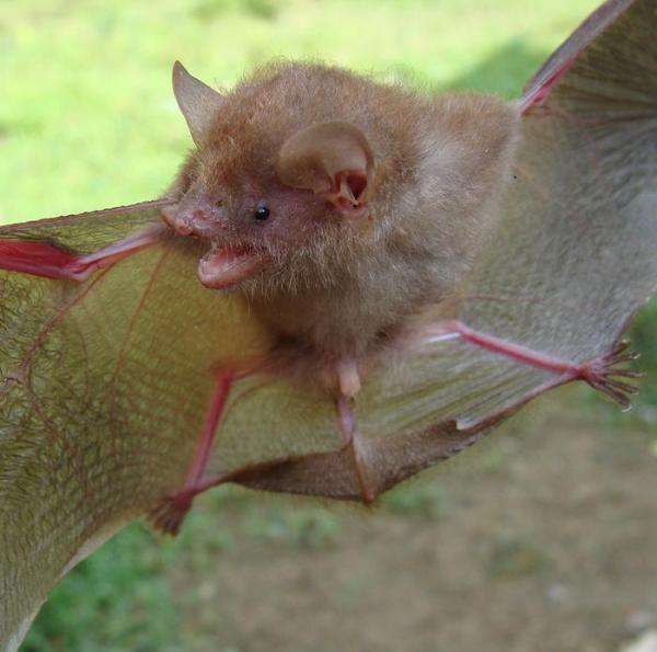 Six new tube-nosed bats described from…