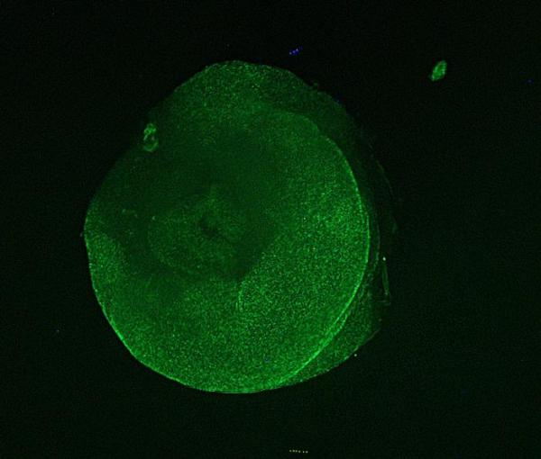 Sea cucumber tissue survives for years&hellip;