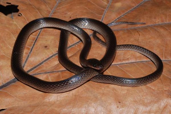 New nocturnal snake from New Guinea…