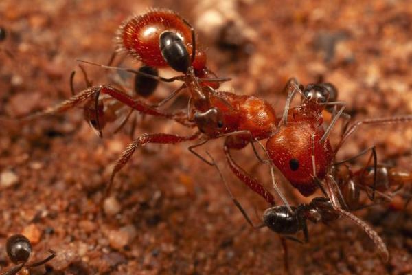 Unusual ant interaction hints at&hellip;