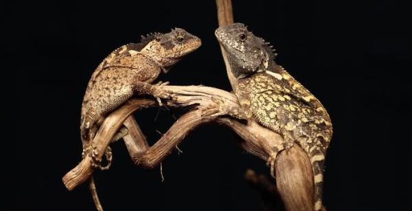 This tiny Thai lizard shares its name…