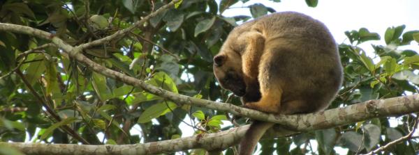 Tropical forests in Australia are&hellip;