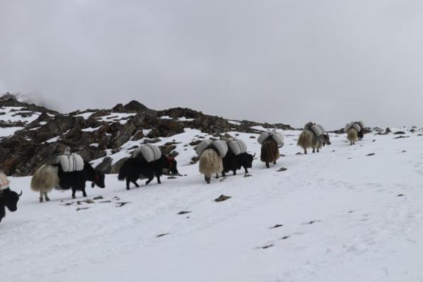 Nepal Indigenous leaders refile writ…