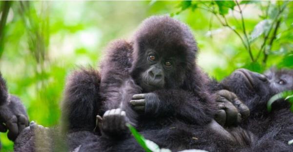 Amid conflict and poaching, tech helps&hellip;