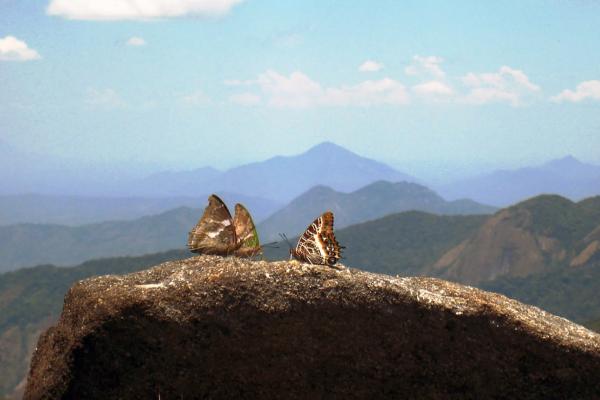 Mozambique protects Mount Mabu ‘butterfly forest’